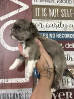 Milo, a male Shih Tzu for sale in Dover, FL – 4 of 4