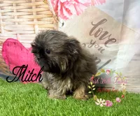 Mitch, a male Shih Tzu for sale in Dover, FL – 6 of 10