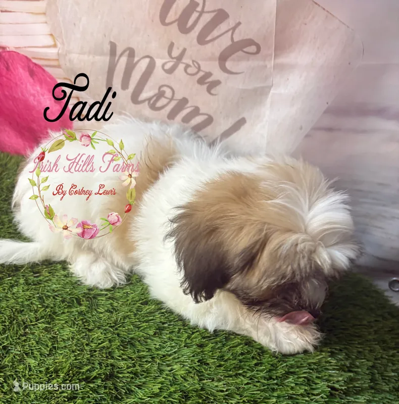 Tadi – Maltese, Shih Tzu puppy for sale in Dover, FL