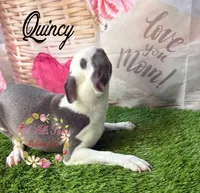 Quincy, a male Boston Terrier for sale in Dover, FL – 9 of 10