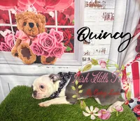 Quincy, a male Boston Terrier for sale in Dover, FL – 3 of 9