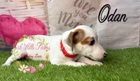 Odan, a male Jack Russell Terrier for sale in Dover, FL – 3 of 6