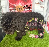 Sid, a male Poodle - Miniature  for sale in Dover, FL – 5 of 5
