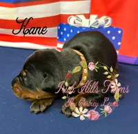 Kane, a male Doberman Pinscher for sale in Dover, FL – 6 of 7