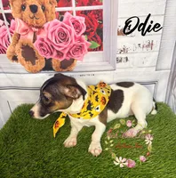 Odie, a female Jack Russell Terrier for sale in Dover, FL – 4 of 7
