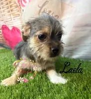 Laela, a female Jack Russell Terrier and Shih Tzu for sale in Dover, FL – 6 of 8