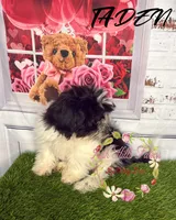 Taden, a male Maltese and Shih Tzu for sale in Dover, FL – 7 of 7