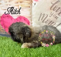 Mitch, a male Shih Tzu for sale in Dover, FL – 9 of 10