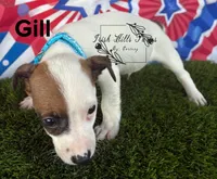 Gill, a male Jack Russell Terrier for sale in Dover, FL – Photo 5 of 6