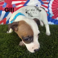 Gill, a male Jack Russell Terrier for sale in Dover, FL – Photo 4 of 6