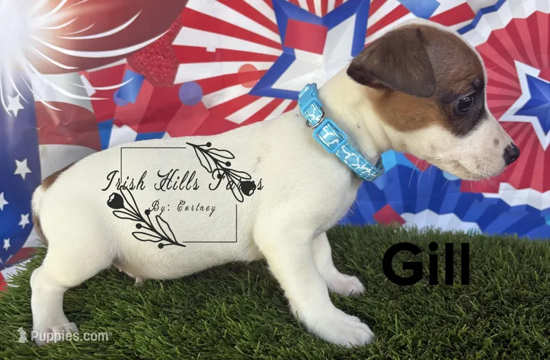 Gill – Jack Russell Terrier puppy for sale in Dover, FL