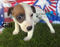 Gill, a male Jack Russell Terrier for sale in Dover, FL – Photo 3 of 6