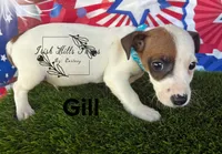 Gill, a male Jack Russell Terrier for sale in Dover, FL – Photo 2 of 6