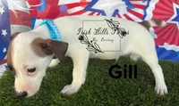 Gill, a male Jack Russell Terrier for sale in Dover, FL – Photo 6 of 6
