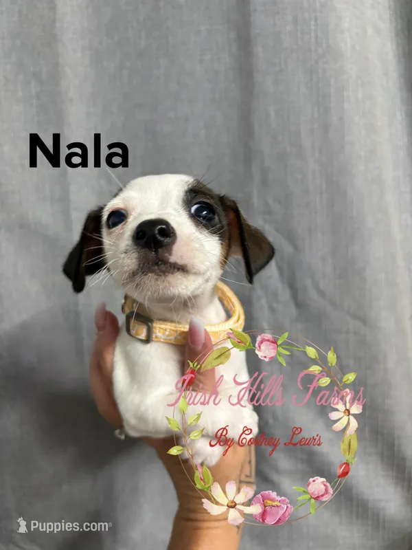 Nala – Jack Russell Terrier puppy for sale in Dover, FL