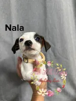 Nala, a female Jack Russell Terrier for sale in Dover, FL – 1 of 4