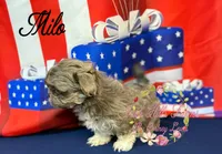 Milo, a male Shih Tzu for sale in Dover, FL – 2 of 9