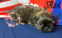 Mitch, a male Shih Tzu for sale in Dover, FL – 8 of 8