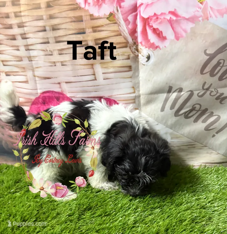 Taft – Maltese, Shih Tzu puppy for sale in Dover, FL