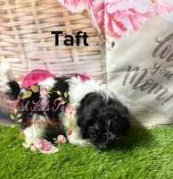 Taft, a male Maltese and Shih Tzu for sale in Dover, FL – 1 of 6