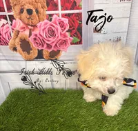 Tajo, a female Maltese and Shih Tzu for sale in Dover, FL – 5 of 7