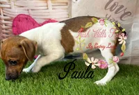 Paula, a female Jack Russell Terrier for sale in Dover, FL – 4 of 6