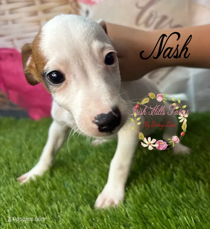 Nash – Jack Russell Terrier puppy for sale in Dover, FL