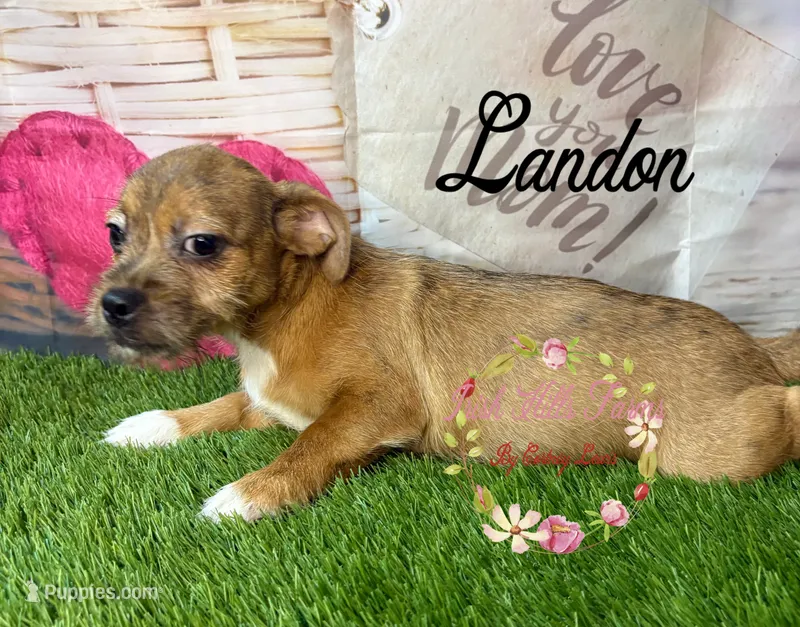 Landon – Jack Russell Terrier, Shih Tzu puppy for sale in Dover, FL