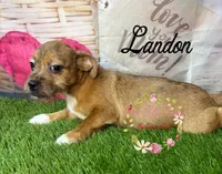 Landon, a male Jack Russell Terrier and Shih Tzu for sale in Dover, FL – 1 of 9