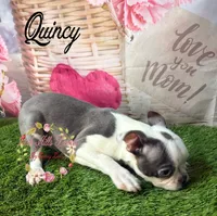Quincy, a male Boston Terrier for sale in Dover, FL – 10 of 10