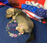 Ladonna, a female Jack Russell Terrier and Shih Tzu for sale in Dover, FL – 6 of 6