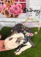 Quincy, a male Boston Terrier for sale in Dover, FL – 7 of 9