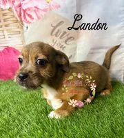 Landon, a male Jack Russell Terrier and Shih Tzu for sale in Dover, FL – 3 of 9
