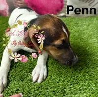 Penn, a male Jack Russell Terrier for sale in Dover, FL – 3 of 3