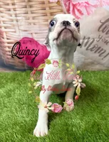 Quincy, a male Boston Terrier for sale in Dover, FL – 5 of 6