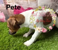Pete, a male Jack Russell Terrier for sale in Dover, FL – 4 of 5