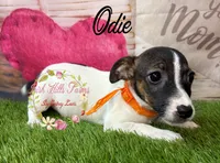 Odie, a female Jack Russell Terrier for sale in Dover, FL – 4 of 9