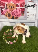 Opal, a female Jack Russell Terrier for sale in Dover, FL – 9 of 9