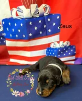 Zeus, a male Doberman Pinscher for sale in Dover, FL – 5 of 6
