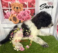 Sam , a male Poodle - Miniature  for sale in Dover, FL – 2 of 6