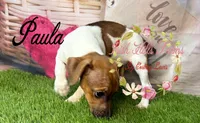 Paula, a female Jack Russell Terrier for sale in Dover, FL – 5 of 6