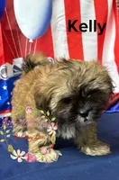 Kelly , a female Maltese and Shih Tzu for sale in Dover, FL – 2 of 9