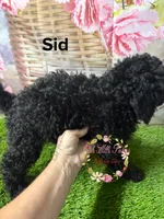 Sid, a male Poodle - Miniature  for sale in Dover, FL – 4 of 5