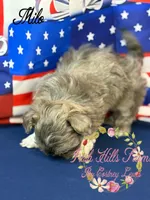Milo, a male Shih Tzu for sale in Dover, FL – 3 of 9