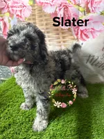 Slater, a male Poodle - Miniature  for sale in Dover, FL – 3 of 6