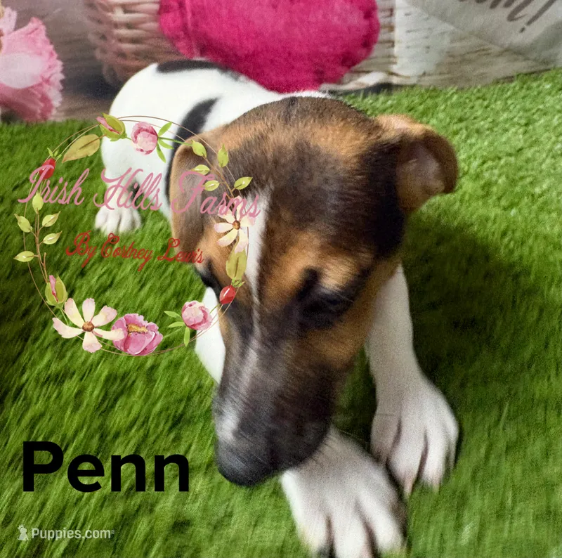 Penn – Jack Russell Terrier puppy for sale in Dover, FL