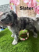 Slater, a male Poodle - Miniature  for sale in Dover, FL – 4 of 6