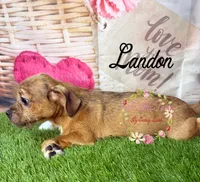 Landon, a male Jack Russell Terrier and Shih Tzu for sale in Dover, FL – 4 of 9