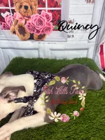 Quincy, a male Boston Terrier for sale in Dover, FL – 8 of 9