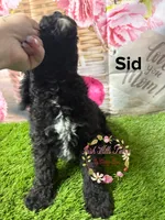 Sid, a male Poodle - Miniature  for sale in Dover, FL – 3 of 5